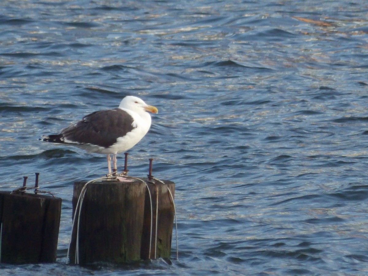 Great Black-backed Gull - ML623540690