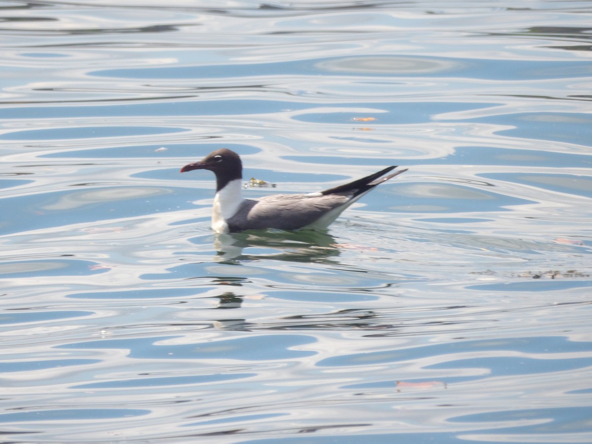 Mouette atricille - ML623540719