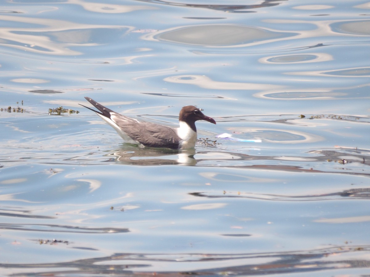 Mouette atricille - ML623540720