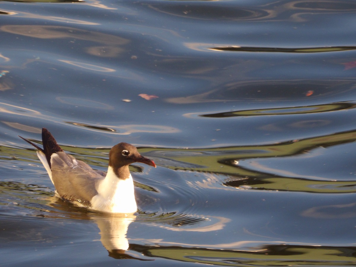 Mouette atricille - ML623540721