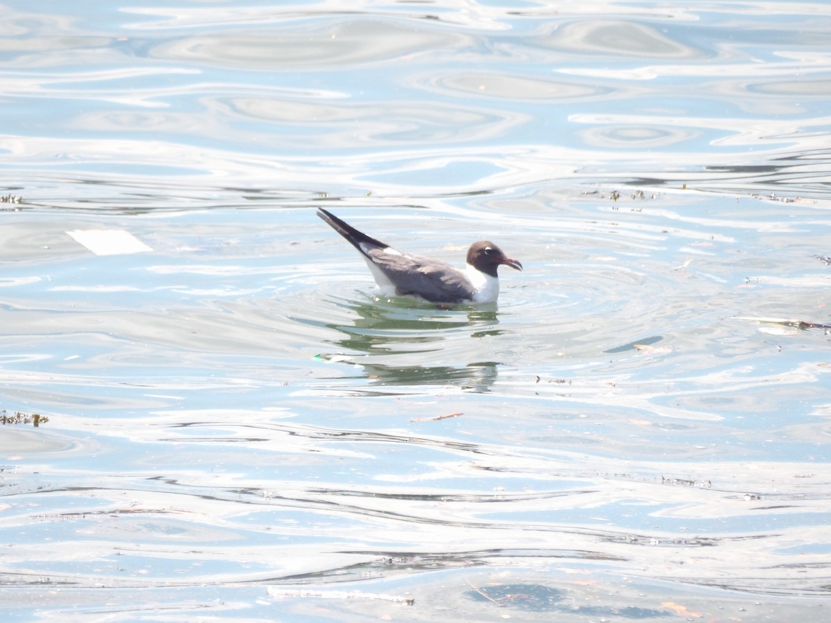 Mouette atricille - ML623540722