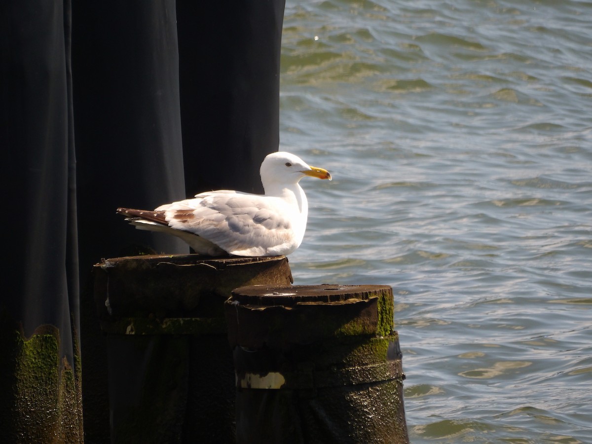 Goéland argenté (smithsonianus) - ML623540744