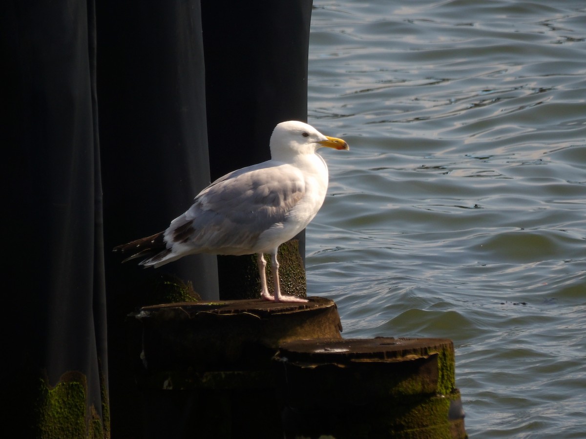 Goéland argenté (smithsonianus) - ML623540746