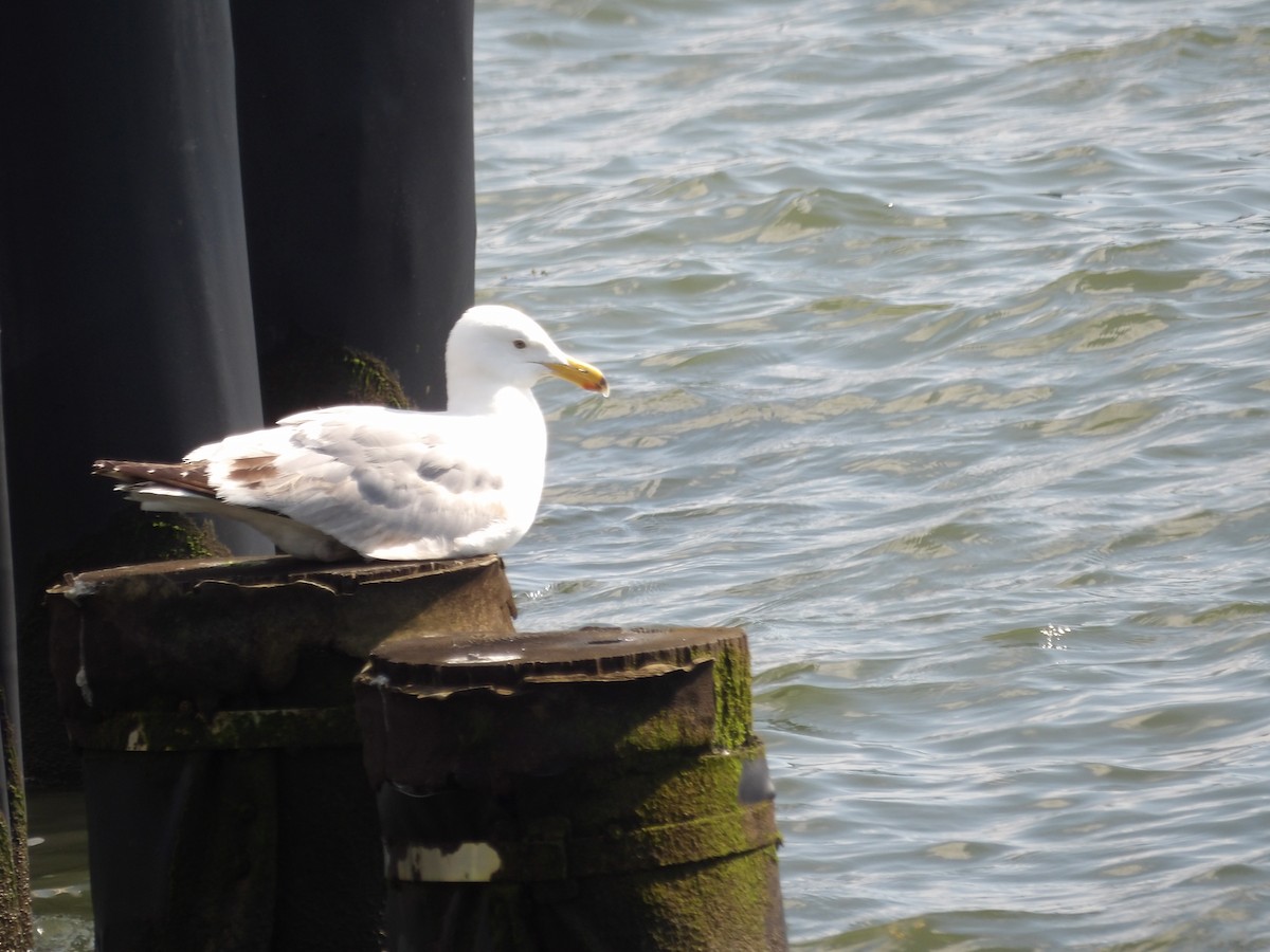 Herring Gull (American) - ML623540748