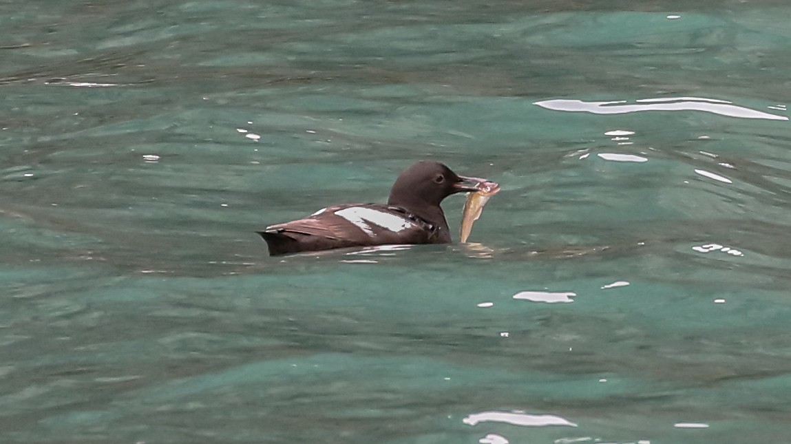 Pigeon Guillemot - ML623540749