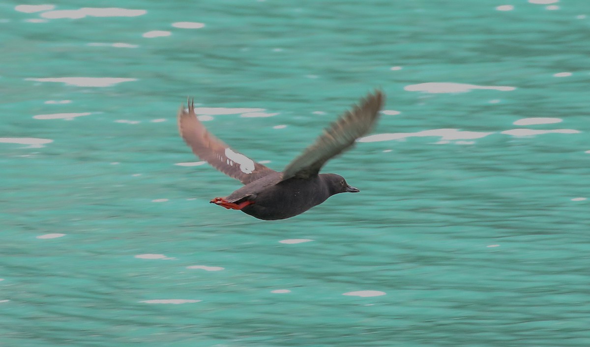 Pigeon Guillemot - ML623540750