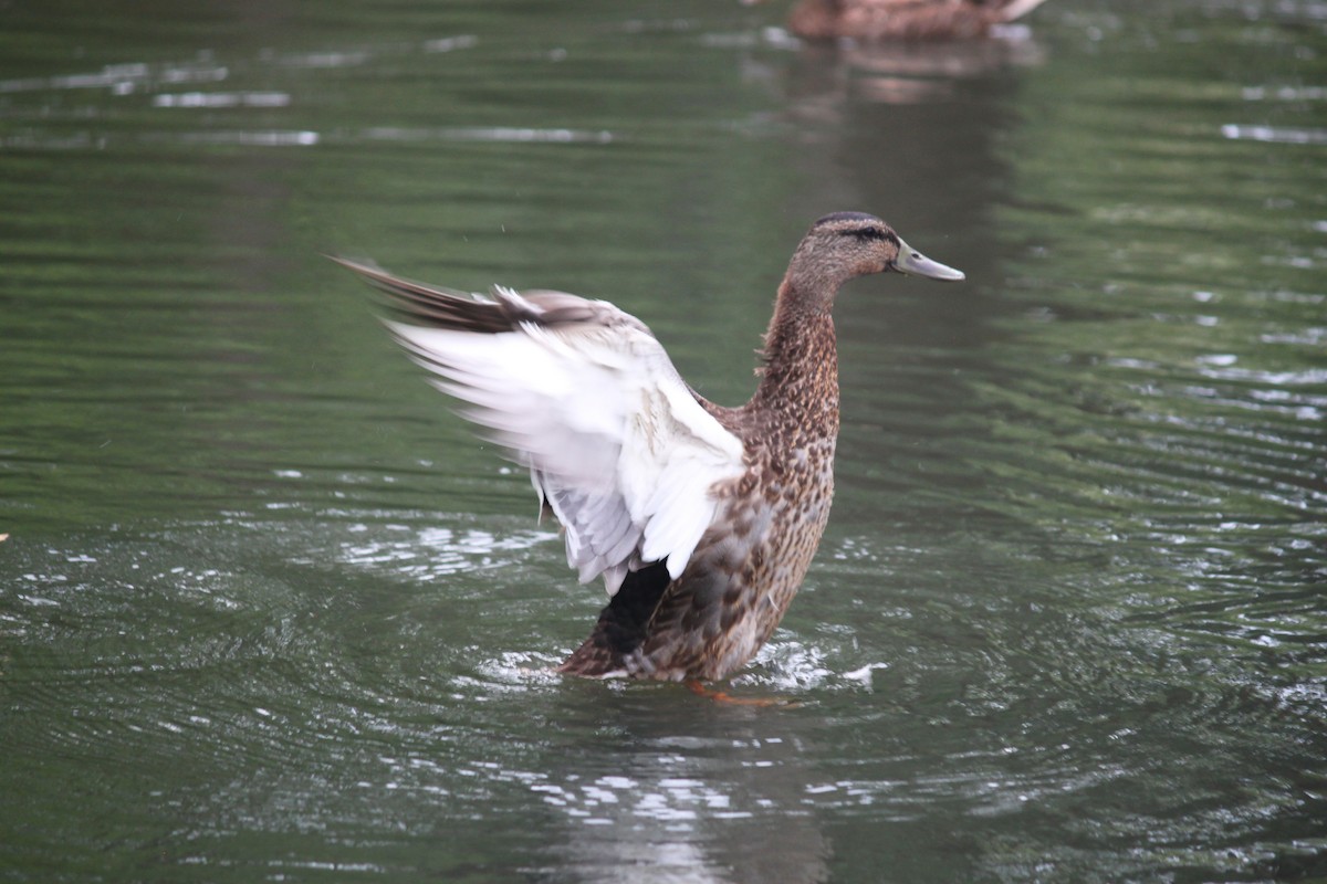 Mallard - François Arseneault