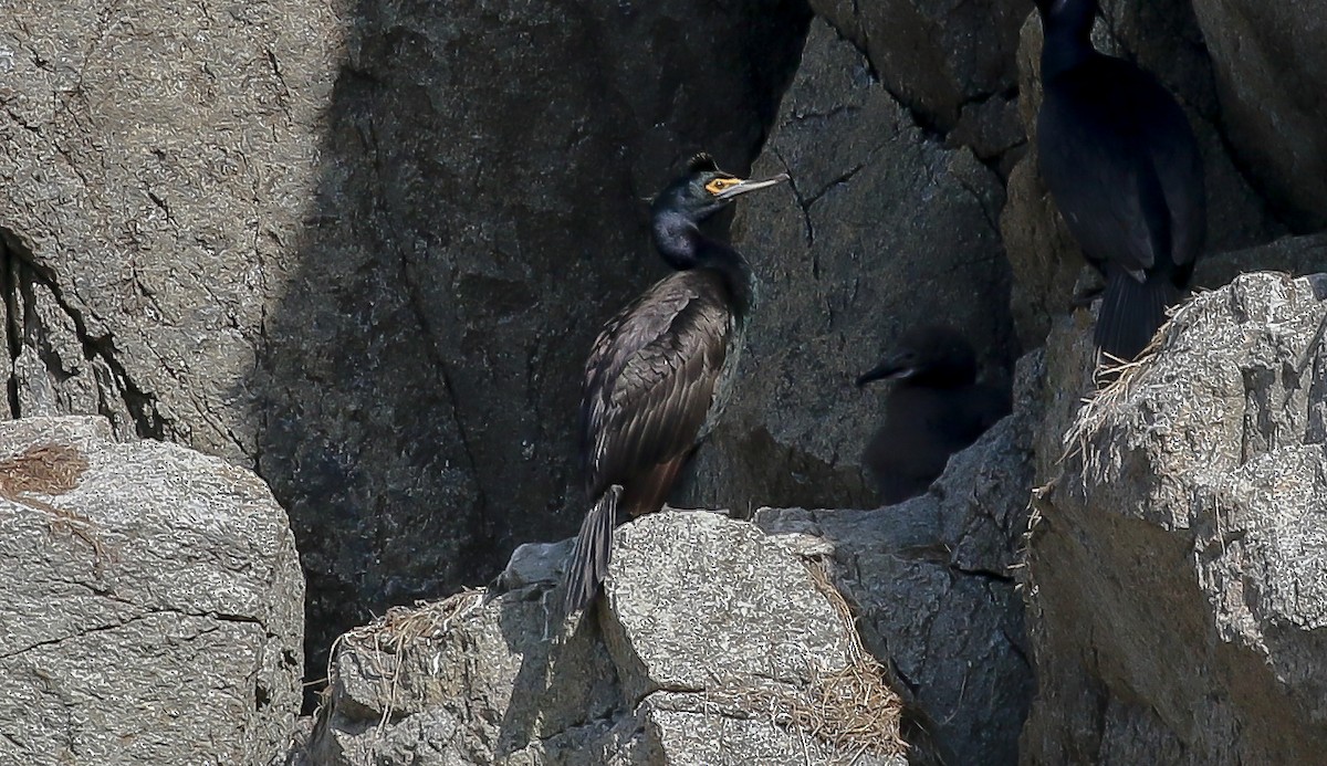 Red-faced Cormorant - ML623540775