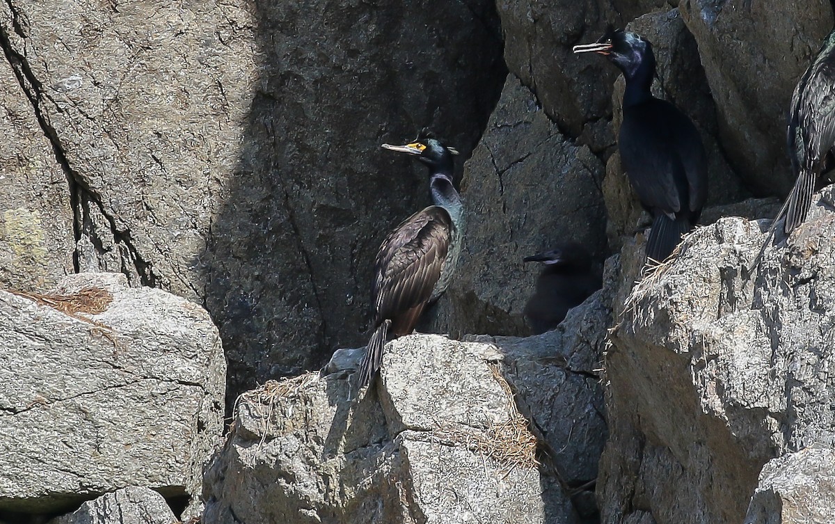 Cormorán Carirrojo - ML623540776