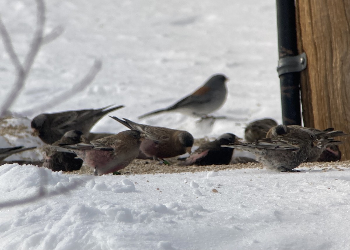 Brown-capped Rosy-Finch - ML623540801