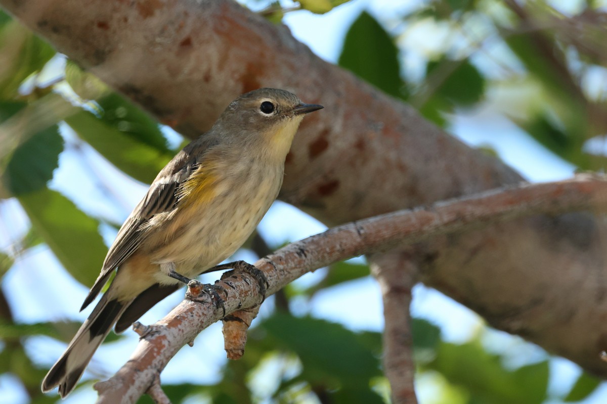 Yellow-rumped Warbler - Brett Wiese