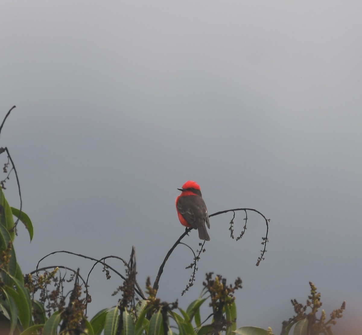 Mosquero Cardenal - ML623540822