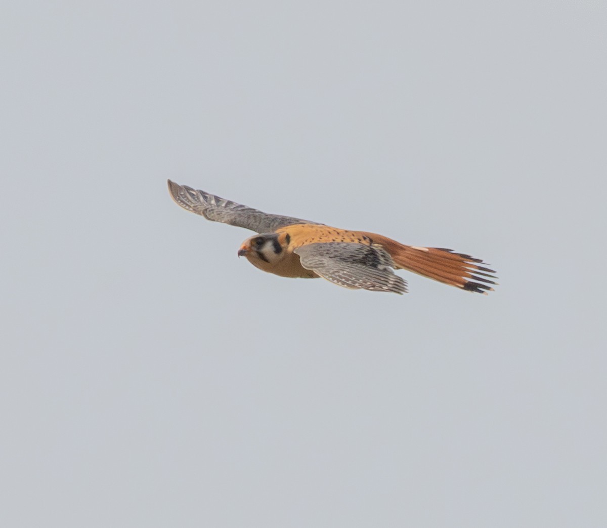 American Kestrel - ML623540838