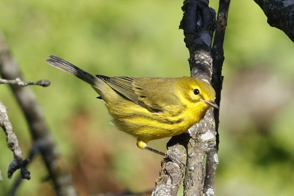 Prairie Warbler - ML623540852