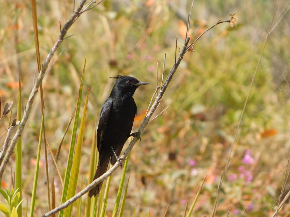 Crested Black-Tyrant - ML623540856