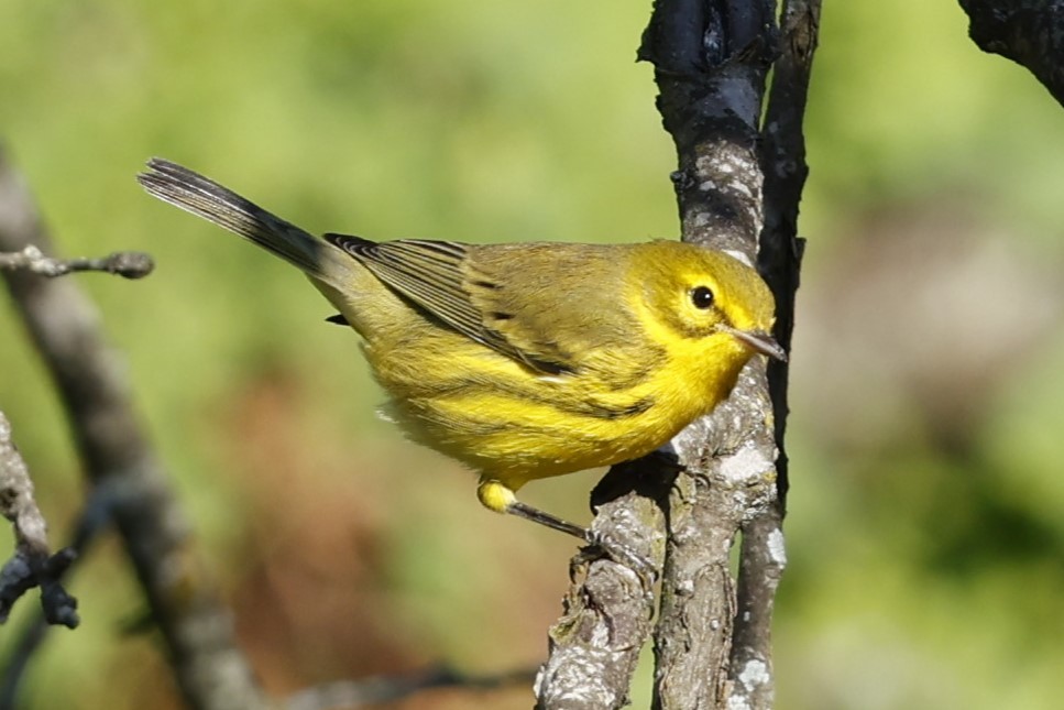 Prairie Warbler - ML623540857