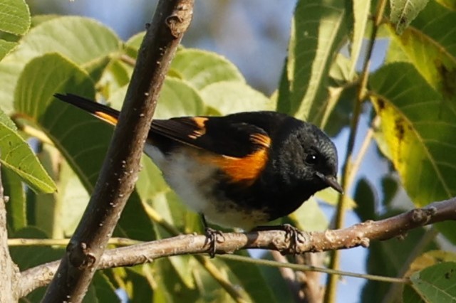 American Redstart - ML623540861