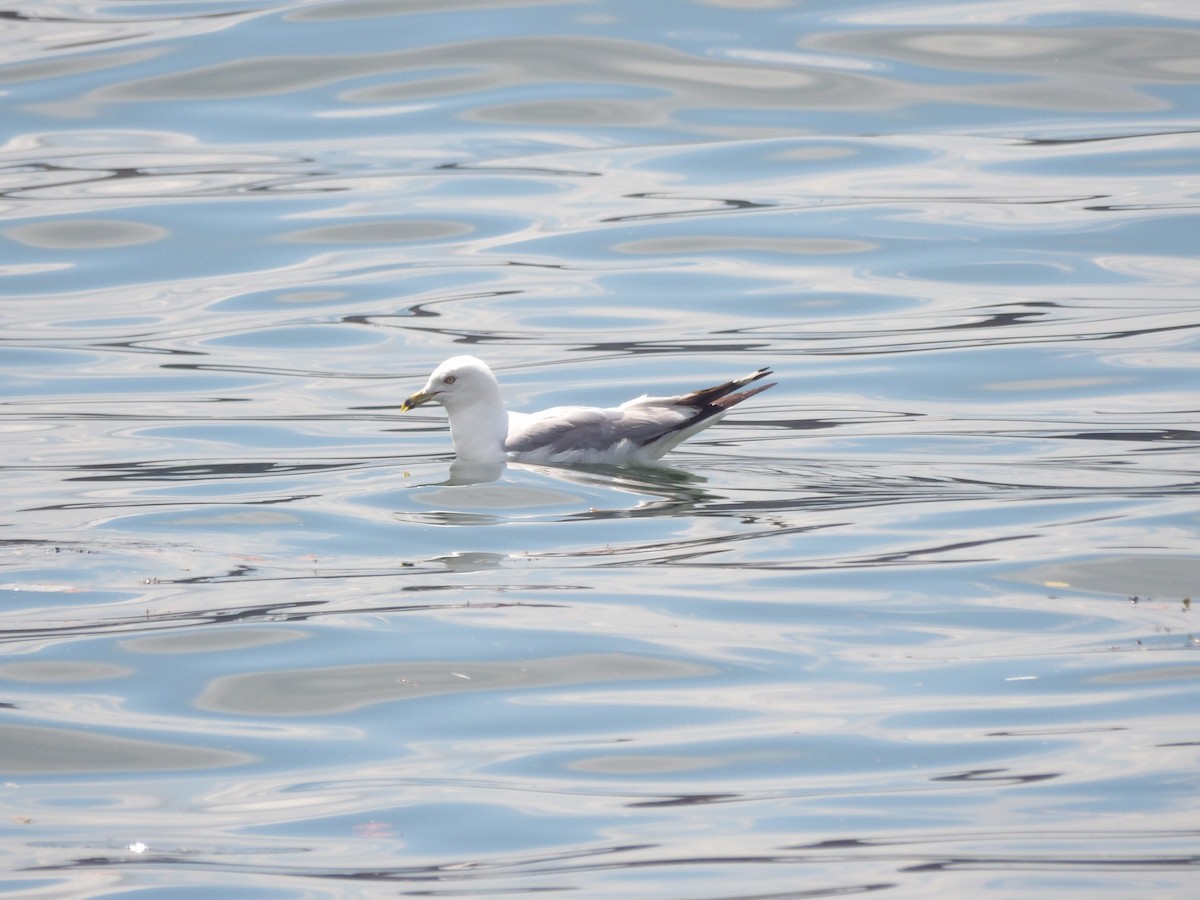 Ring-billed Gull - ML623540868