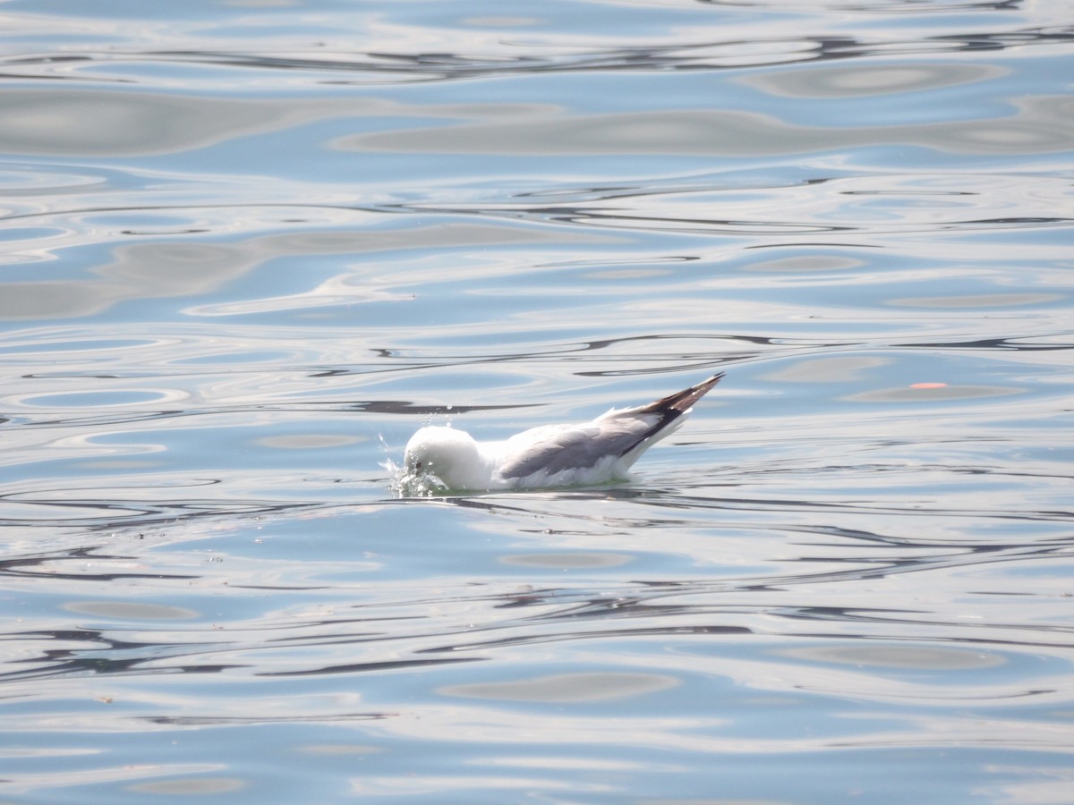 Ring-billed Gull - Victor Ferreira