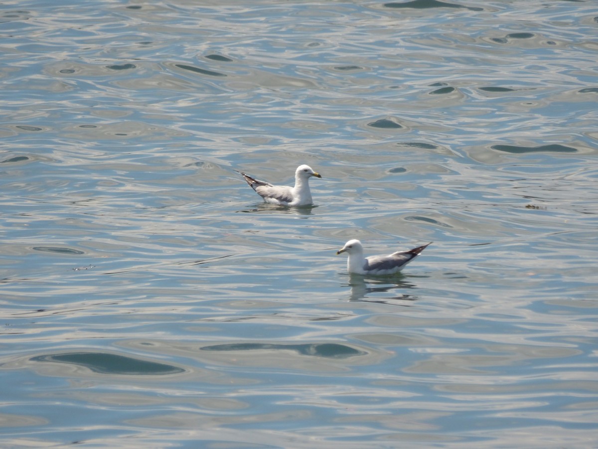 Ring-billed Gull - ML623540870