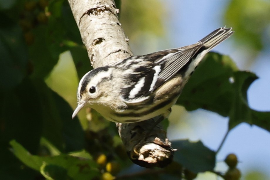 Black-and-white Warbler - ML623540871