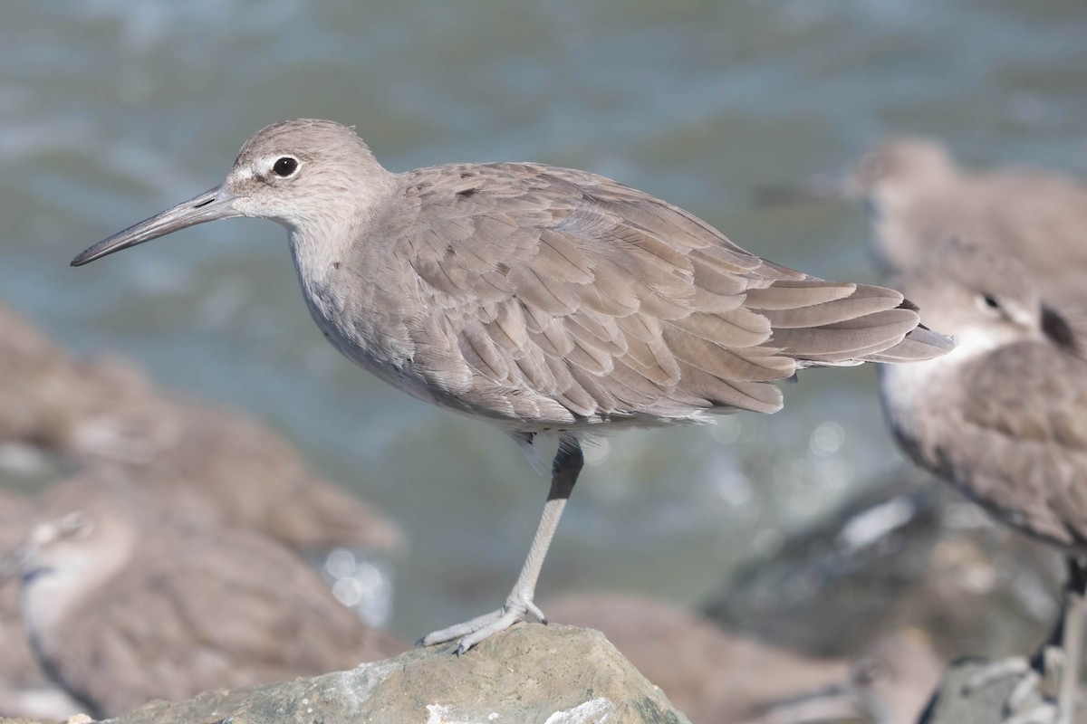 Willet - John Scharpen