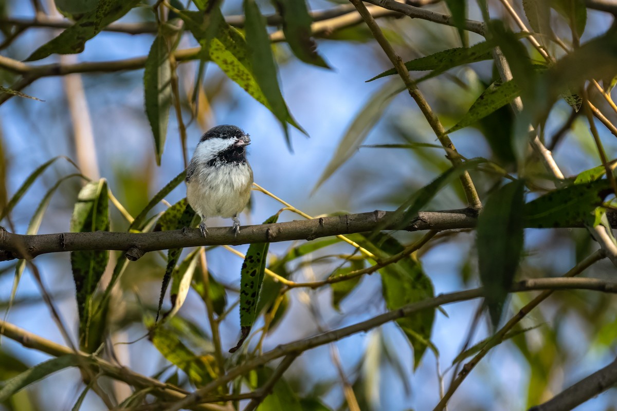 Mésange à tête noire - ML623540897