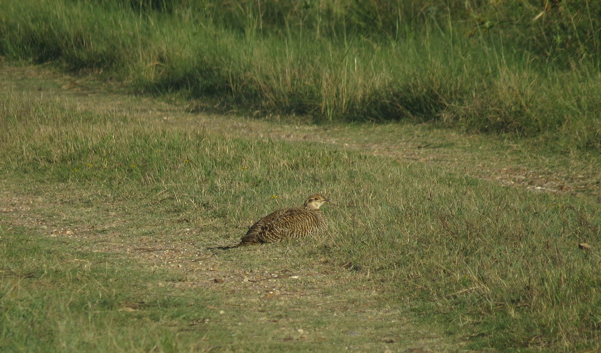 Greater Prairie-Chicken (Attwater's) - ML623541022