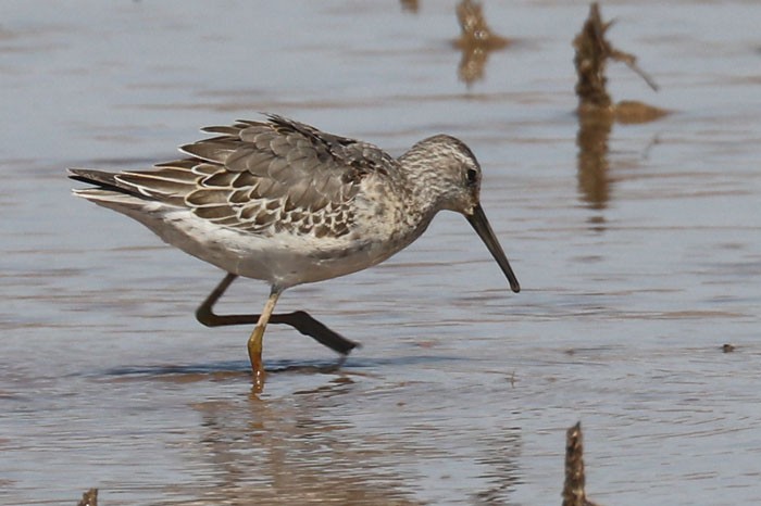 Stilt Sandpiper - Tony Godfrey