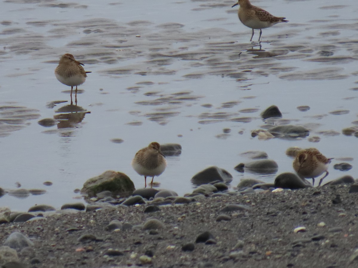 Pectoral Sandpiper - Laura Burke