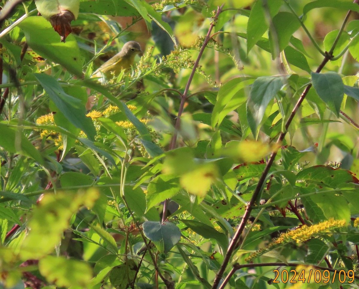 Nashville Warbler - ML623541062