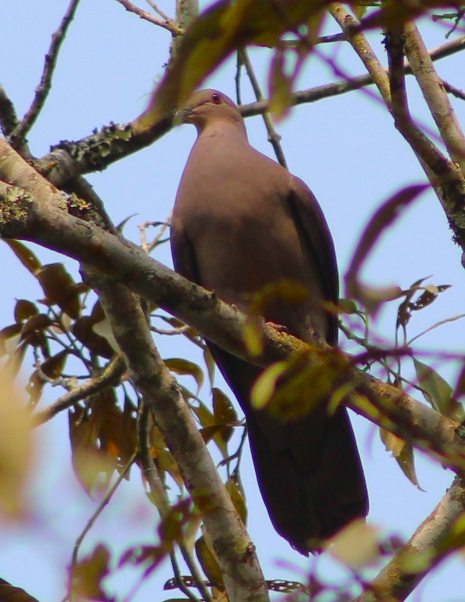 Plumbeous Pigeon - ML623541111