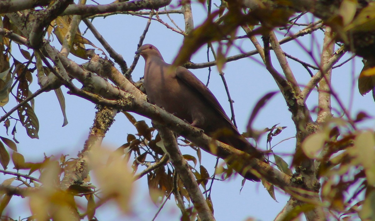 Plumbeous Pigeon - ML623541112