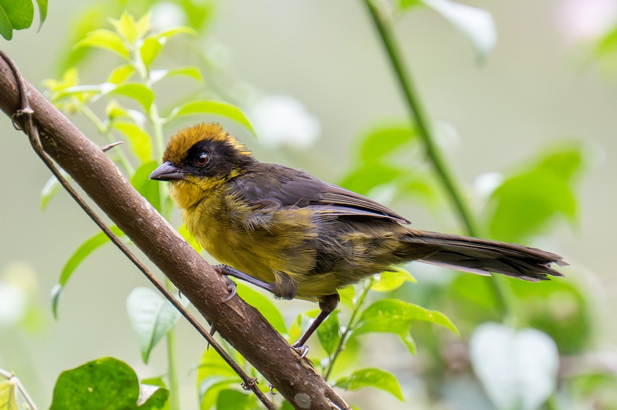 Tricolored Brushfinch - ML623541149