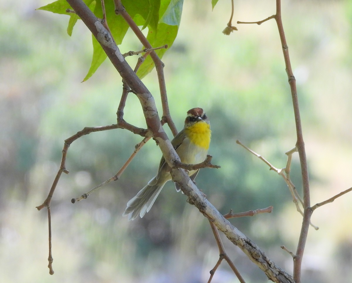 Rufous-capped Warbler - Ethan Beasley