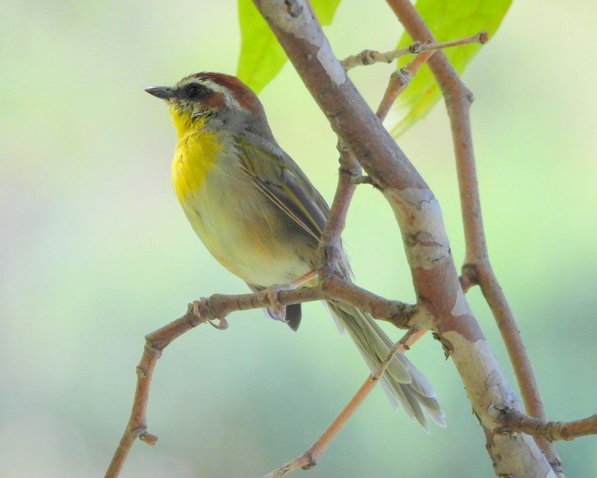 Rufous-capped Warbler - ML623541183