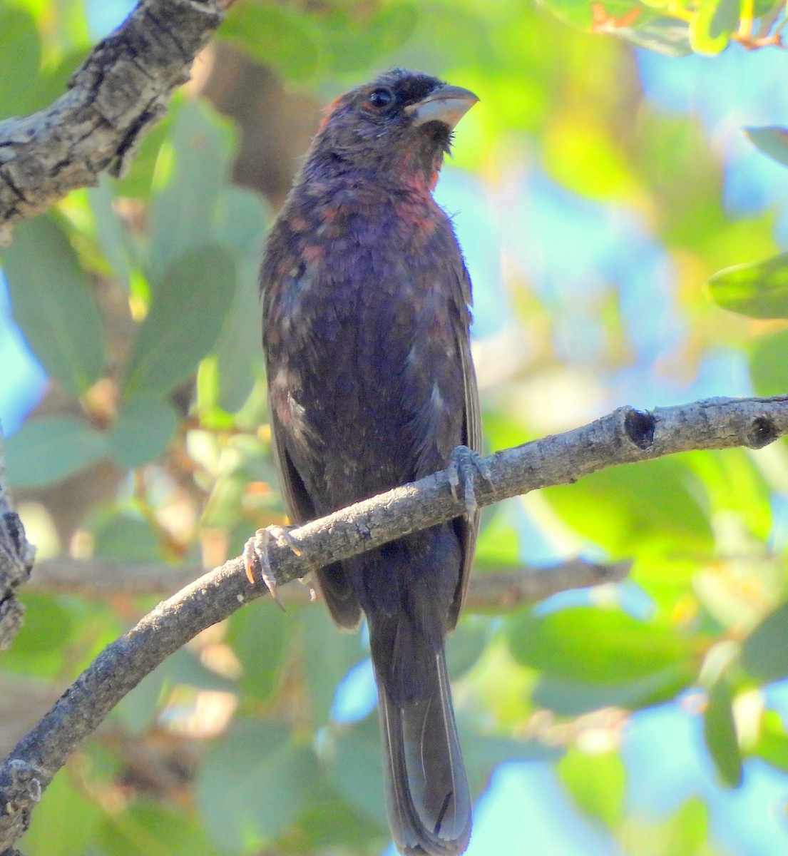 Varied Bunting - ML623541197