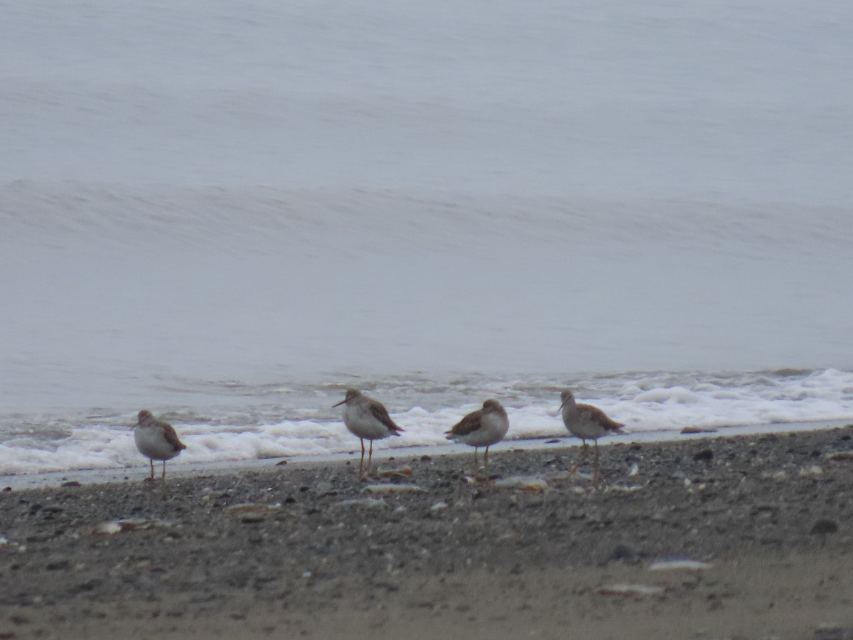 Greater Yellowlegs - ML623541204