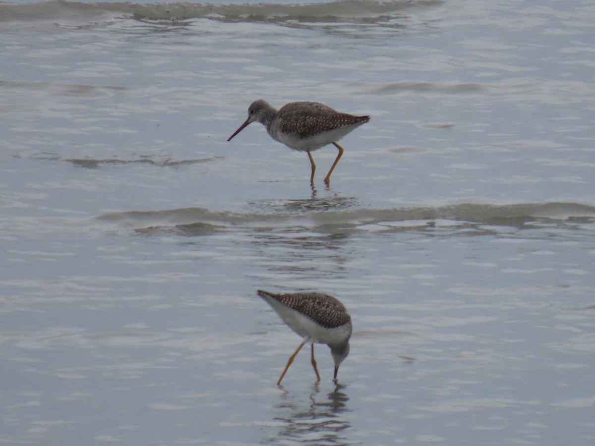 Greater Yellowlegs - ML623541221