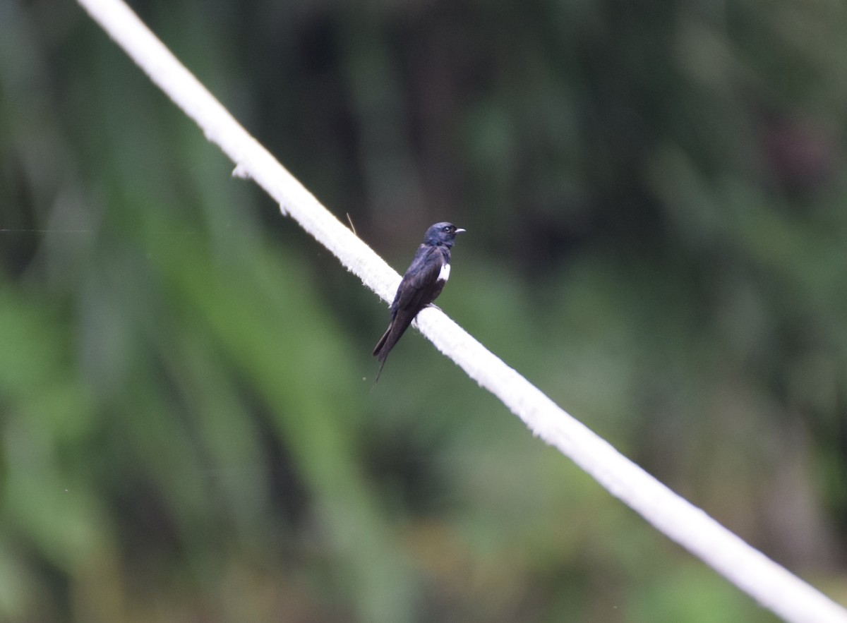 White-banded Swallow - ML623541235