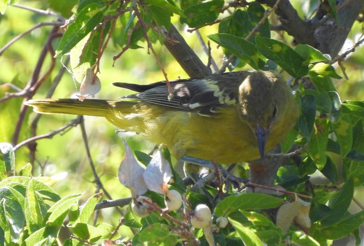 Scott's Oriole - ML623541237