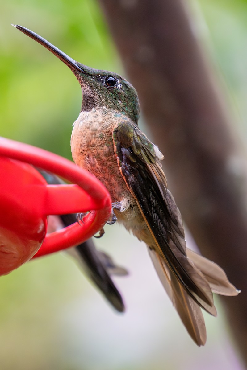 Fawn-breasted Brilliant - ML623541247