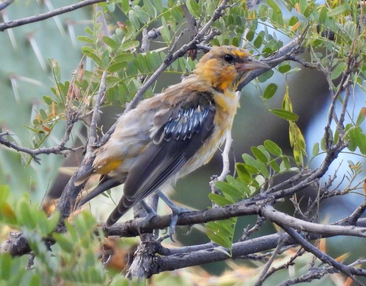 Bullock's Oriole - ML623541250