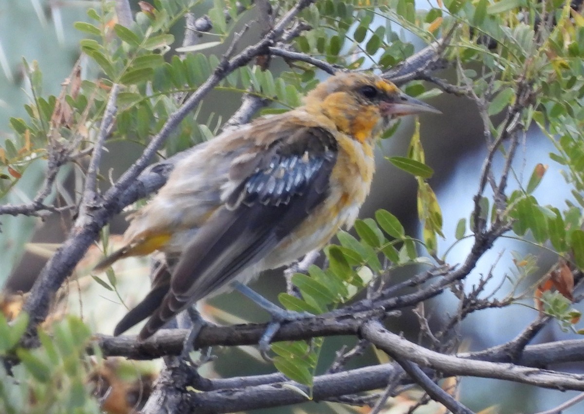 Bullock's Oriole - ML623541258