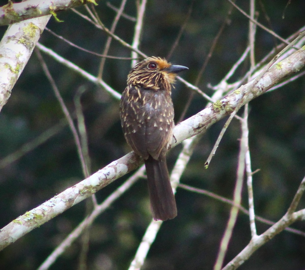 Crescent-chested Puffbird (Greater) - ML623541266