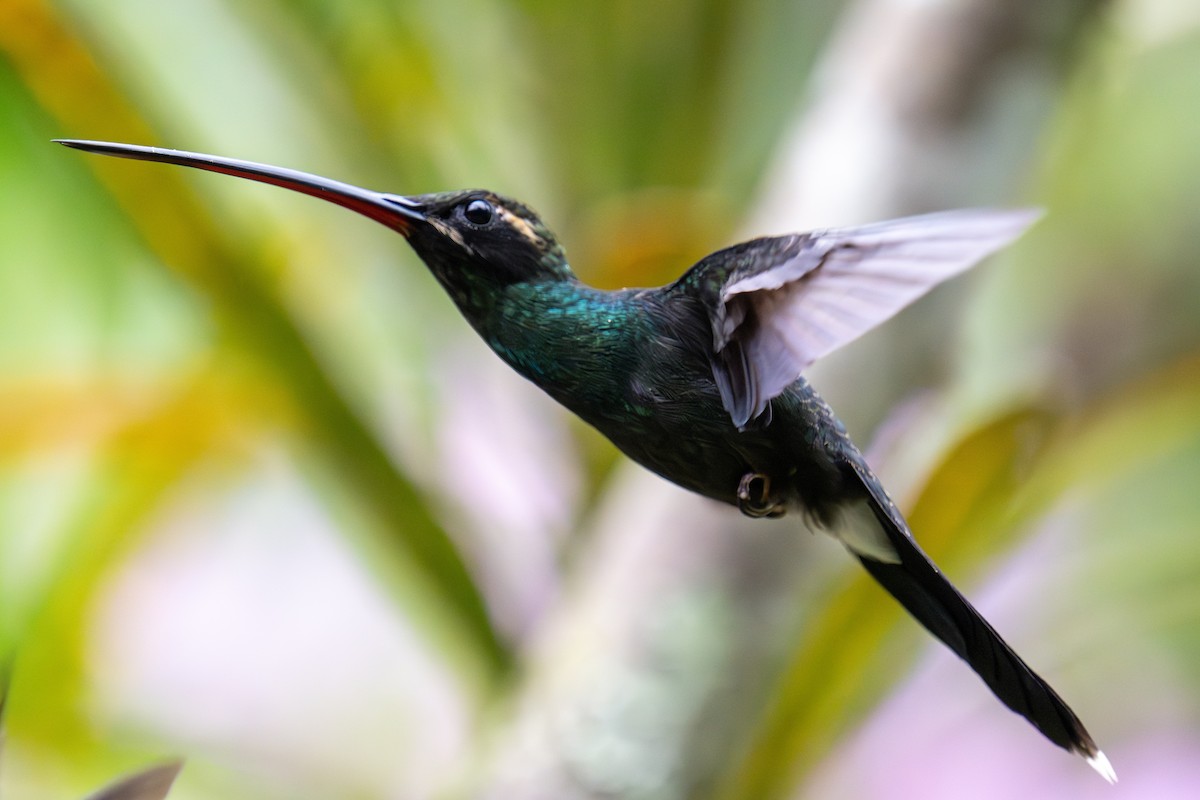 White-whiskered Hermit - ML623541267