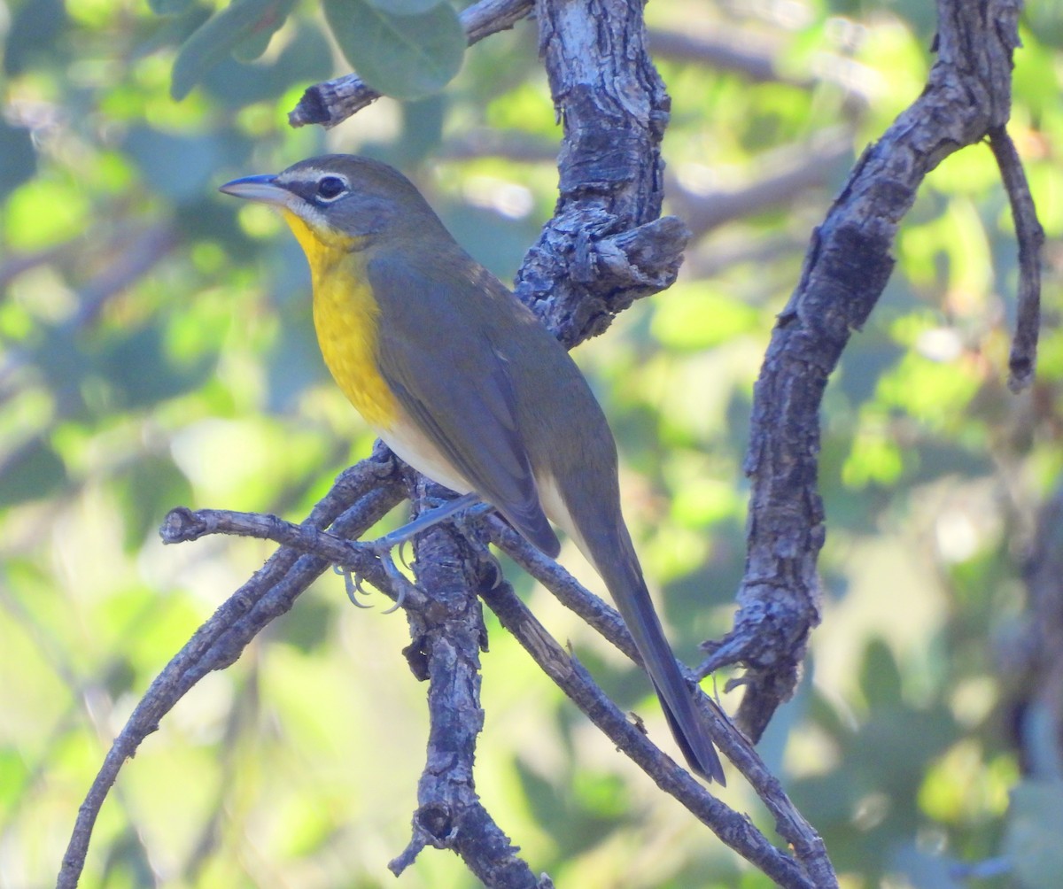 Yellow-breasted Chat - ML623541268