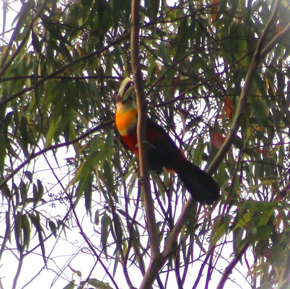 Toucan à ventre rouge - ML623541301