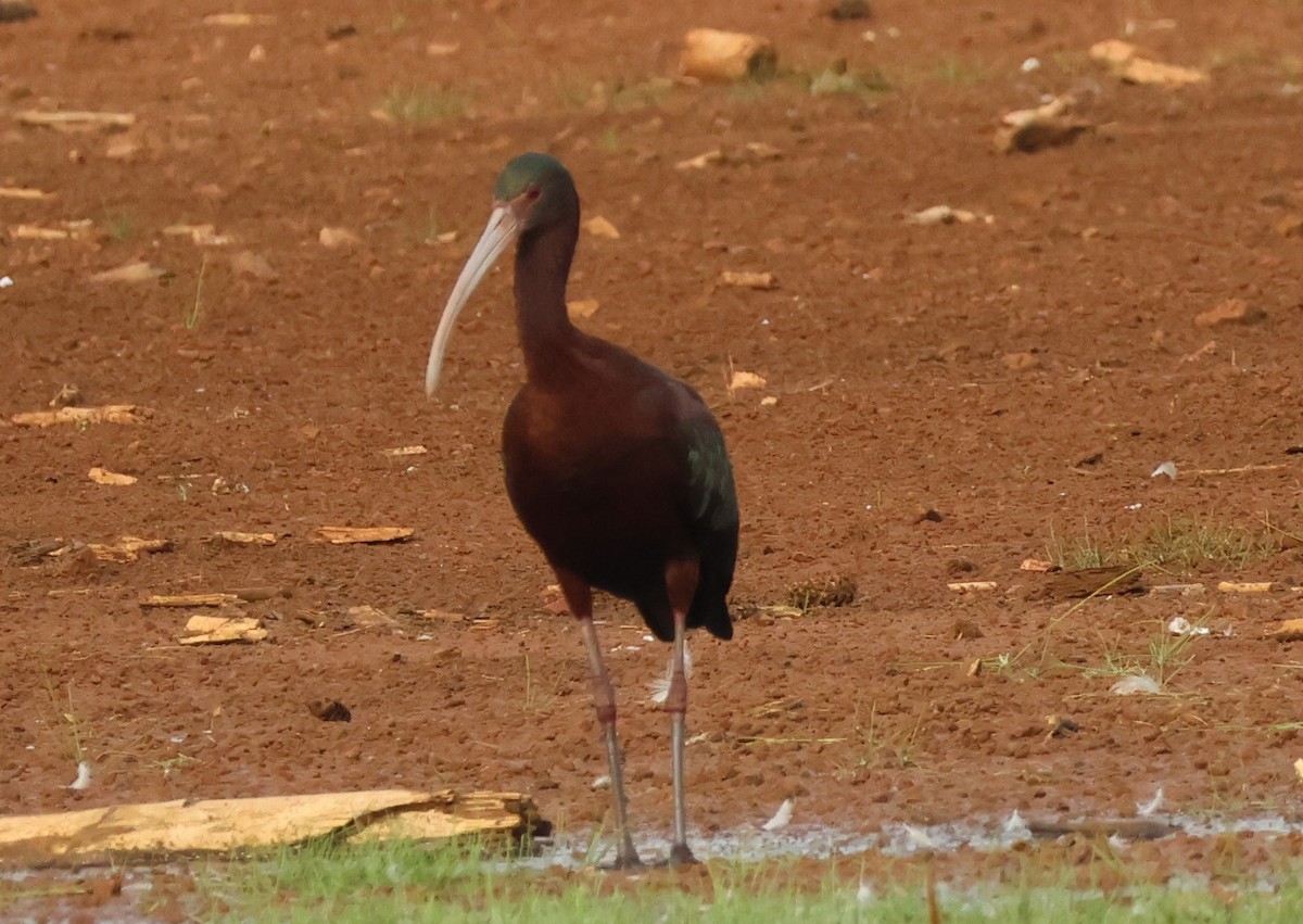 White-faced Ibis - ML623541314