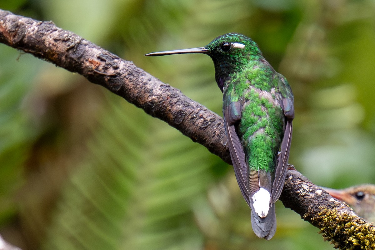 Colibrí Puntiblanco Occidental - ML623541329